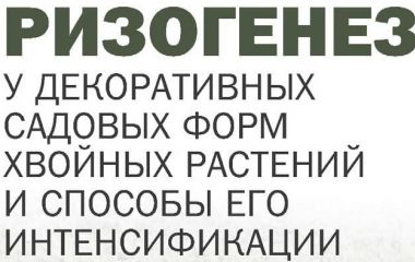 Ризогенез у декоративных садовых форм хвойных растений